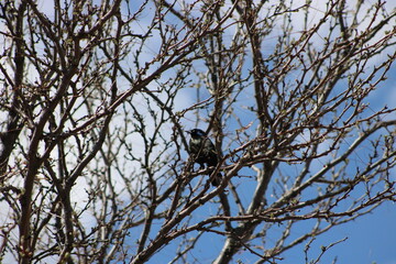bird on tree