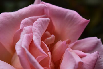 Makro Rose ind Pink 