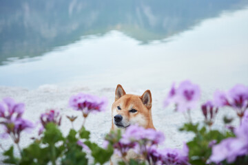 A Shiba Inu dog stands serenely by a glassy lake, framed by soft purple flowers, with mountains and...