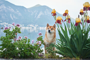 A Shiba Inu dog stands serenely by a glassy lake, framed by soft purple flowers, with mountains and...