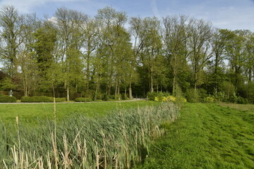 Roseaux dans le petit ruisseau au milieu d'une pelouse au Vrijbroekpark à Malines 