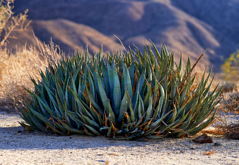Naklejka na ściany i meble Desert, cactus and plant in bush environment outdoor in nature of California, USA. Aloe, succulent and growth of indigenous shrub in summer with biodiversity in dry field, soil and grass on land