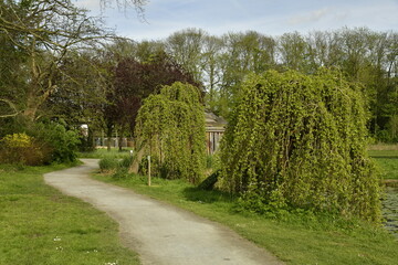Chemin le long des arbres à feuillage pendante au Vrijbroekpark à Malines