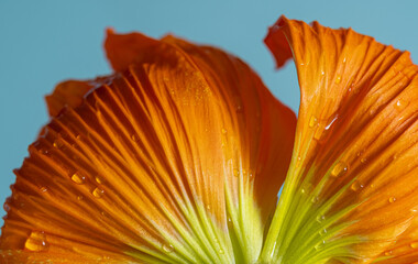 Macro petals of orange poppy on a blue background. Extreme flower close-up. color bloom