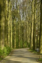 Allée pour la promenade entre deux rangées de hêtres jeunes au Vrijbroekpark à Malines 