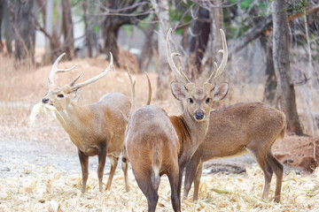 A herd of deer lives in the forest.