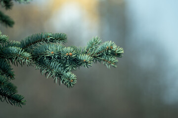 blue spruce branch on a blurred background. wallpaper