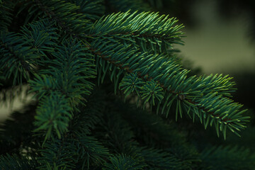 Close-up of a Christmas tree branch with blurred background