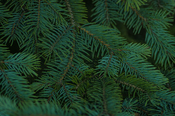 Fir branches, fir branches in the forest. Beautiful spruce branch with needles. Natural green tree background.