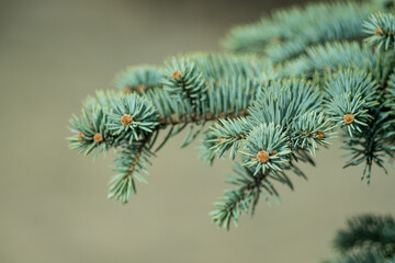 Green spruce branches. background