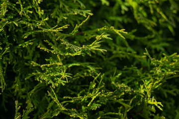 branches of green thuja as dark wallpaper