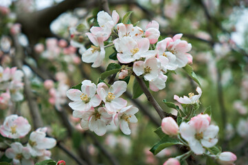 A blooming apple tree in a spring garden. Close-up of flowers on a tree. Selective focus