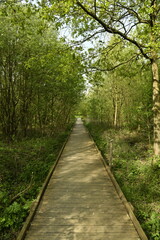 Chemin forestier traversant la végétation sauvage au Vrijbroekpark à Malines 