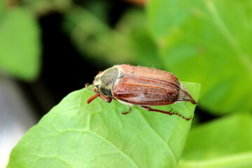 Maikäfer auf einem grünen Blatt