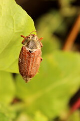 Maikäfer auf einem grünen Blatt
