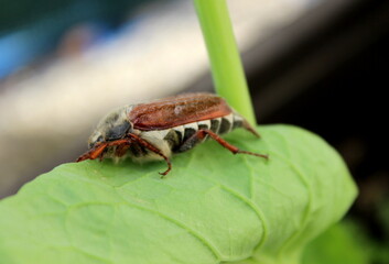 Maikäfer auf einem grünen Blatt