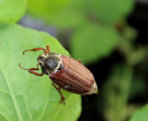 Maikäfer auf einem grünen Blatt