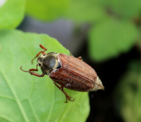 Maikäfer auf einem grünen Blatt
