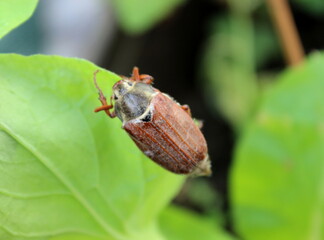 Maikäfer auf einem grünen Blatt