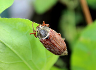 Maikäfer auf einem grünen Blatt