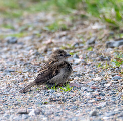 sparrow on the ground