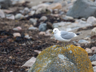 Seagull on the rocks 