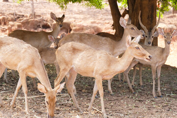 Beautiful deer standing on the ground.