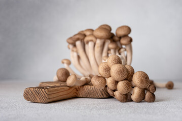 Fresh brown shimeji mushrooms on gray background