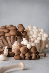 Fresh brown and white shimeji mushrooms on gray background