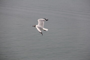 seagull on the sea