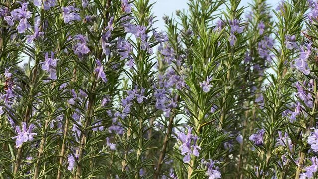 Avisp&oacute;n en Lillas
