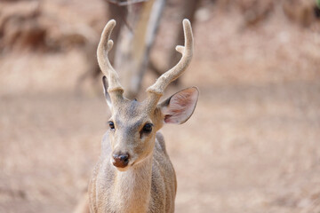 deer living in the forest.