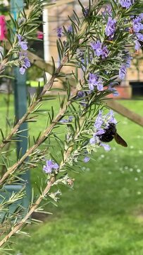 avispon polinizaci&oacute;n 