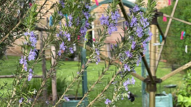 avispa en el jard&iacute;n