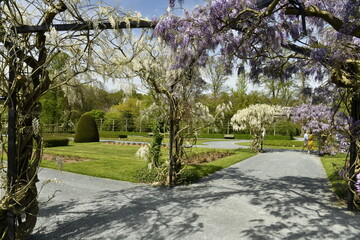 Allée garnie des fleurs de glycines blanches et mauves à la roseraie du Vrijbroekpark à Malines 