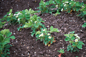 Strawberries are blooming in the garden, young strawberry seedlings. The concept of gardening and growing strawberries. Up close
