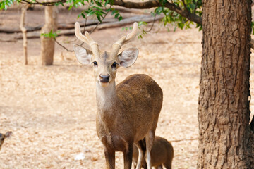 Beautiful deer standing on the ground.