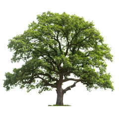 Isolated tree with leaves, oak tree. PNG file with transparent background.  AI