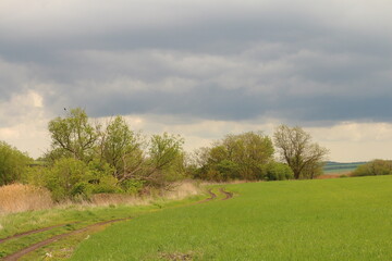 Obraz premium A grassy field with trees and a cloudy sky
