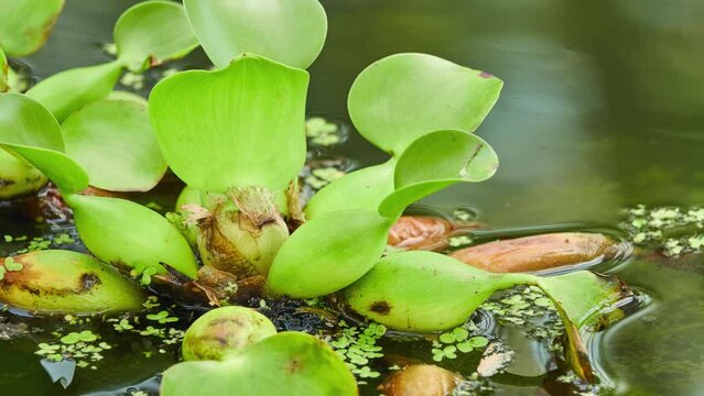 Eichhornia crassipes, common water hyacinth