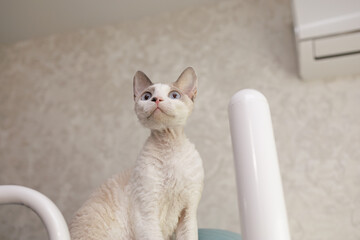 The white colored kitten looks up attentively. A white cat of the Devon Rex breed.