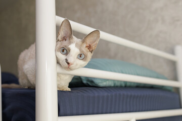 Kitten poked her head between the headboard of the bed. A white cat of the Devon Rex breed.