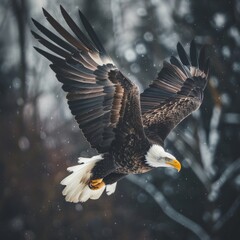 An eagle is flying in the sky with its wings spread wide. - obrazy, fototapety, plakaty