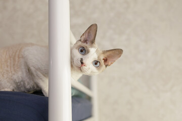 Jolly white kitty pokes her head between the headboard of the bed and stares into the camera. A white cat of the Devon Rex breed.