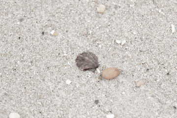 Fototapeta na wymiar This is a beautiful image of a seashell sitting on the beach next to a tiny pebble with grains of sand all around. The scallop shell has a pretty fan look to it with ridges. The red colors stand out.