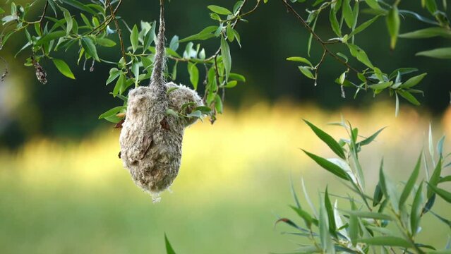 River tit nest. Eurasian penduline tit or European penduline tit (Remiz pendulinus) is passerine bird of genus Remiz. It is relatively widespread throughout western Palearctic.