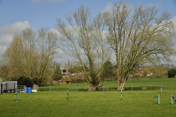 Arbres au milieu d'une prairie à Ghislenghien (Ath)