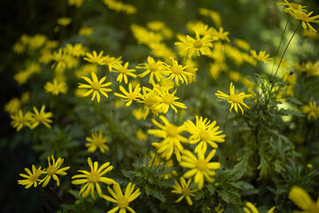yellow dandelions