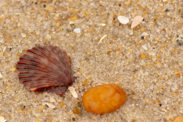 This is a beautiful image of a seashell sitting on the beach next to a tiny pebble with grains of sand all around. The scallop shell has a pretty fan look to it with ridges. The red colors stand out.