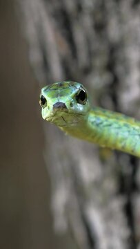 Green Boomslang snake in Africa's wilderness on vertical video.